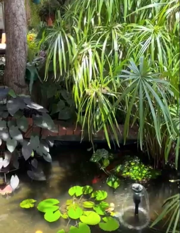 Macondo's lily pond with a little fountain, framed by papyrus and big tropical leaves.